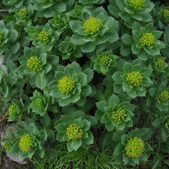 新西兰进口原木连续三年超过俄罗斯成中国原木最大供应地:xc体育(图1) xc sports