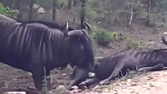 广西壮象木业销量下滑12%:xc体育(图3) xc sports