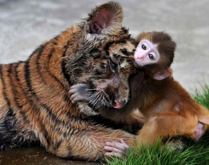 喀麦隆木材在北美取得不错成绩【xc sports】(图3) xc sports