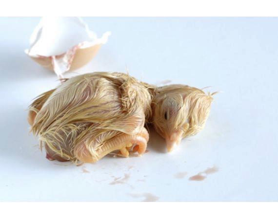 海南白沙:种竹为农民发展经济“重头戏”|xc体育(图1) xc sports